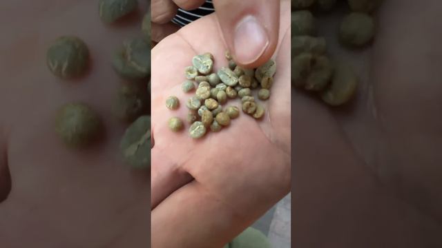 Около 1000$ за 1 кг этого кофе! смотреть онлайн