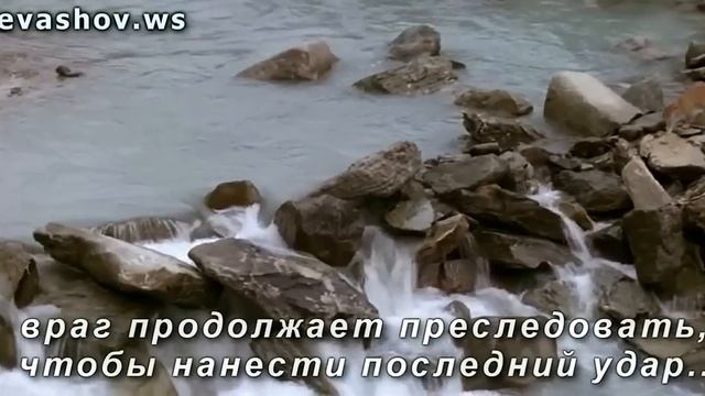 Нападение пумы на медвежонка смотреть онлайн