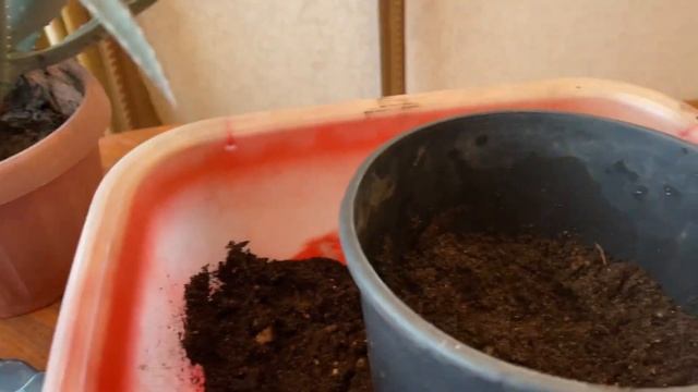 Новая пересадка Алоэ Вера через год. смотреть онлайн