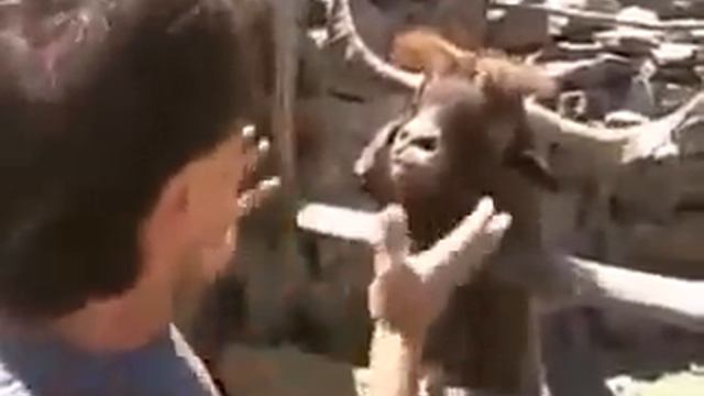 КОЗЕЛ ПЛЮЕТСЯ ИЗ "СМОТРЕТЬ ВСЕМ" смотреть онлайн