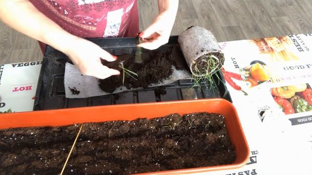 Пересадка лука эксибишен из улитки в горшок смотреть онлайн