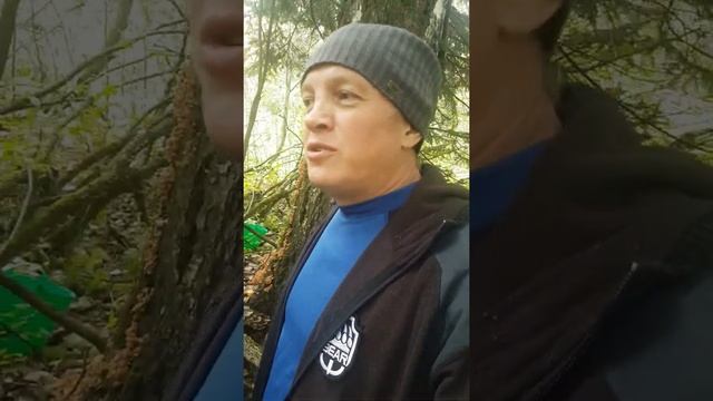 Опята дружно подрастают, погодка благоприятствует смотреть онлайн