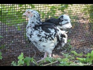 Гуковские куры  Подрощенный молодняк