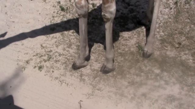 Guess The Animal - Kid Science