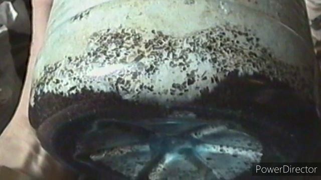 Выращивание вешенки на спитом чае смотреть онлайн