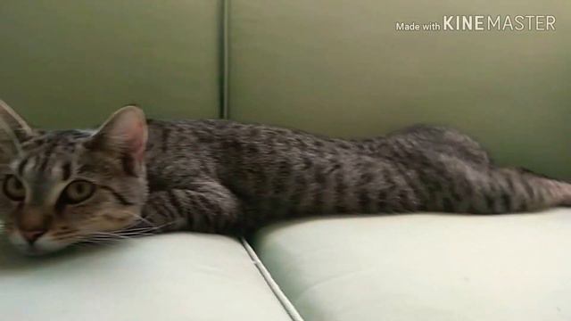 4 февраля 2019 г. смотреть онлайн