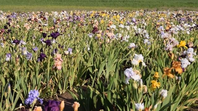 Цветение ирисов 2017 года смотреть онлайн