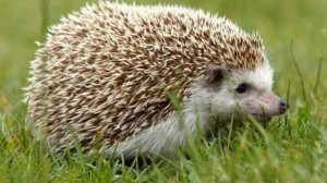 Звуки ежа. Какие звуки издает ежик?