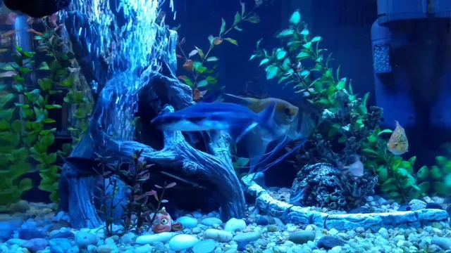 Iridescent Shark Freshwater Aquarium смотреть онлайн