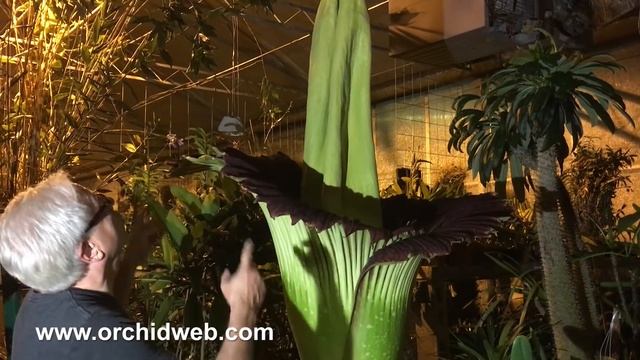 The Amazing Corpse Flower (Amorphophallus titanum) Blooming and Smoking! June 2016 смотреть онлайн