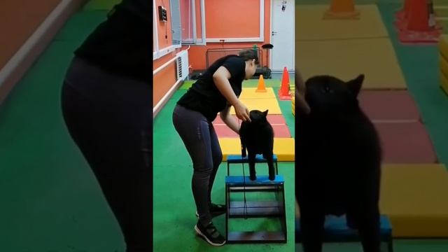 шипперке Дэнни на тренировке? #schipperke #собака #шипперке #схипперке #dog #puppy #выставкасобак смотреть онлайн