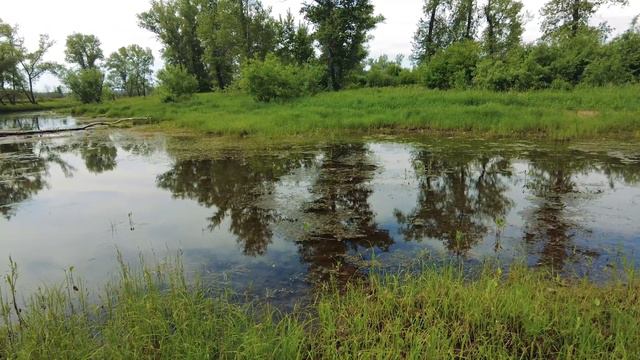 Natural World / Естественная природа № 9 (June / Июнь) смотреть онлайн