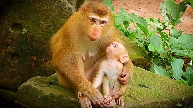 Great moment.! Mother Luna sweet talk to call baby Lucie get up drink milk from her is lovely actio смотреть онлайн