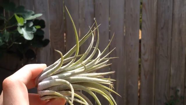 Tillandsia Ionantha Scaposa // Air Plant // Large смотреть онлайн