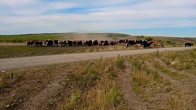 Стадо коров.