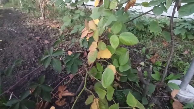 Обрезка ежевики осенью смотреть онлайн