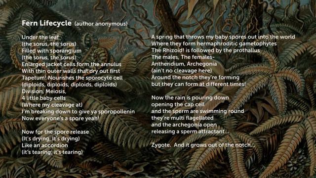 fern lifecycle смотреть онлайн