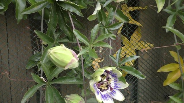 New Camera test Panasonic HC-v750. Time lapse and sharpness Passionflower смотреть онлайн