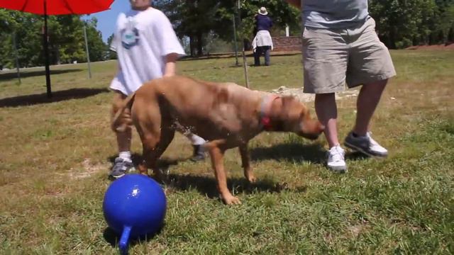 K-9 Ranch Rhodesian Ridgeback Day 2016 смотреть онлайн
