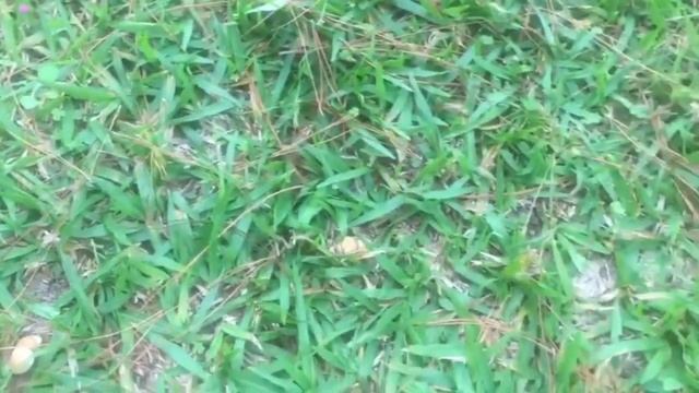 Во саду ли в огороде, выросли Грибы. (архив 2020г) #vlog #paraguay смотреть онлайн