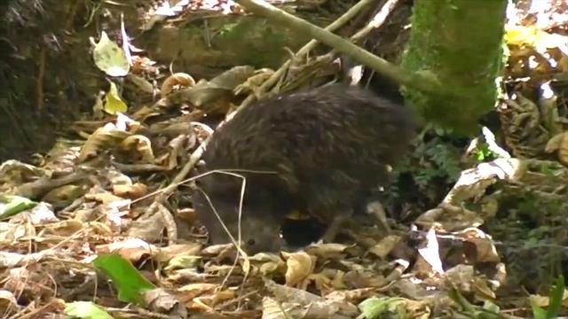Skin & Bones - Animal Life: Brown Kiwi смотреть онлайн