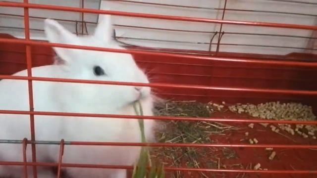 Кролик ест овёс смотреть онлайн