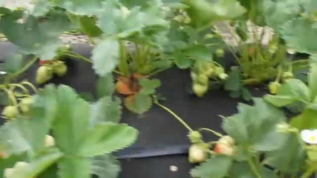 Клубника Мармелада - самая сладкая ягода клубники смотреть онлайн