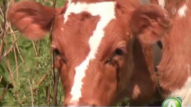 теленок из Лисаковска смотреть онлайн