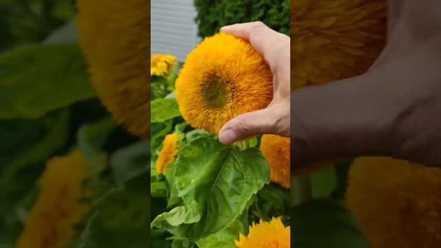 Подсолнечник "Плюшевый мишка" смотреть онлайн