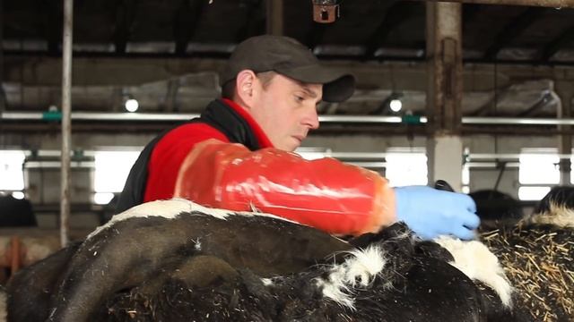 Стрижка нетели. Clipping a heifer. смотреть онлайн