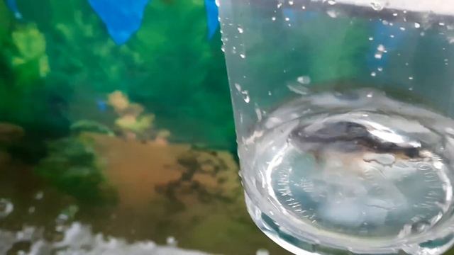 У золотой рыбки появился друг!!! смотреть онлайн