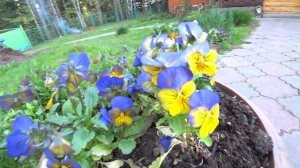 ВИОЛА ДЛЯ ГОРШКОВ И ВАЗОНОВ