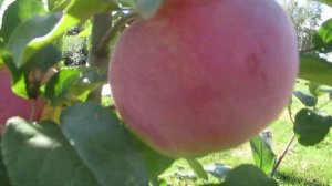 Дача. Яблонька  "РЕД ФРИ" . Первый урожай.12.08.2018