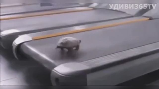 ЧЕРЕПАХА: ЖИВОТНОЕ-СКОРОСТЬ / TURTLE: ANIMAL-SPEED смотреть онлайн