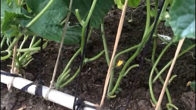 Обязательно сделайте это с огурцами в августе, чтобы продлить плодоношение... смотреть онлайн