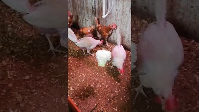 Мой курятник капуста для улучшения пера. смотреть онлайн