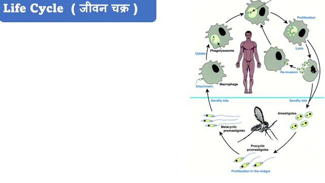 Leishmania Donovani | Kala Azar | Life Cycle Of Leishmania Donovani | Parasitology | Microbiology