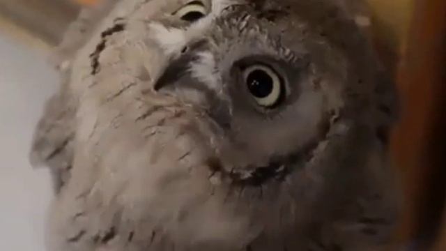 Учим животных на английском Утка Кролик Коза Карова Олен Развивающие Мультики Для Дети смотреть онлайн