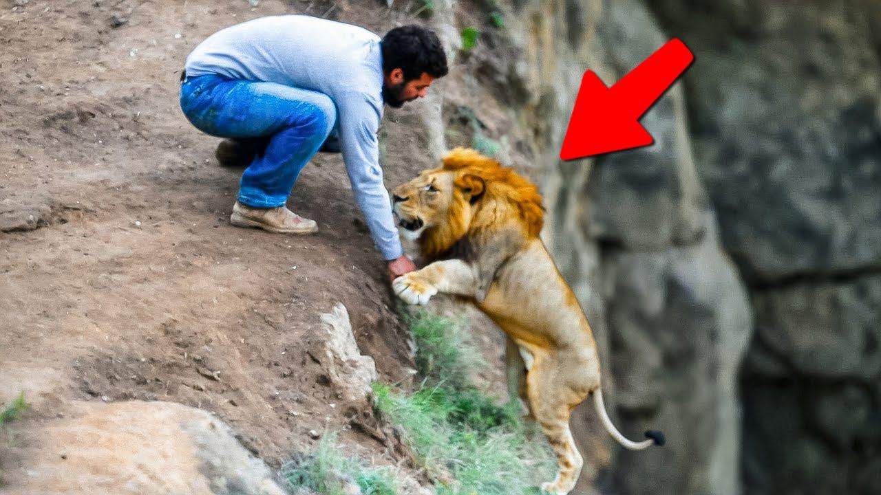 Животные, Которые Обратились к Людям за Помощью смотреть онлайн