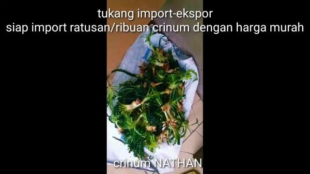 Import Crinum Calamistratum dan Crinum Nathan Murah Tanaman Aquascape смотреть онлайн