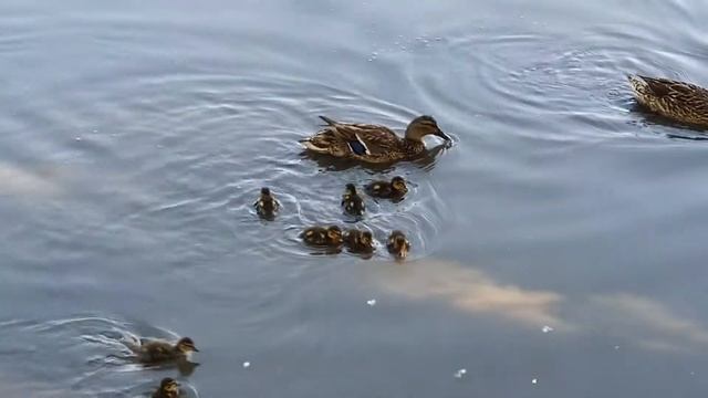 Утята с мамочкой - уткой в Царицыно смотреть онлайн