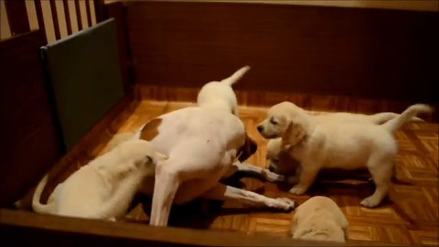 Щенки золотистого ретривера. 45 дней. 2012 смотреть онлайн