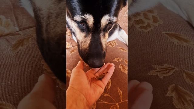 ВЕО Бронислав. КАРЕГЛАЗЫЙ И ШОКОЛАДНИЦА?#shorts ,#dog ,#собака ,#бабочка ,#животные ,#улыбка смотреть онлайн