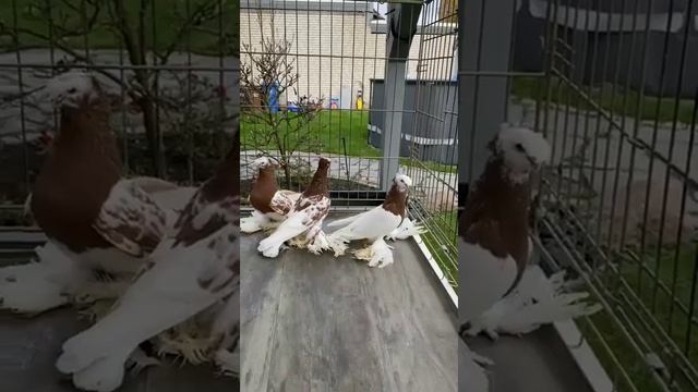 АССАЛОМУАЛАЙКУМ ДРУЗЬЯ ГОЛУБИ УЗБЕКСКИЙ ДЕКОРАТИВНЫЙ ДУВУХЧУБИ ПРОСТО СУПЕР ?@ смотреть онлайн