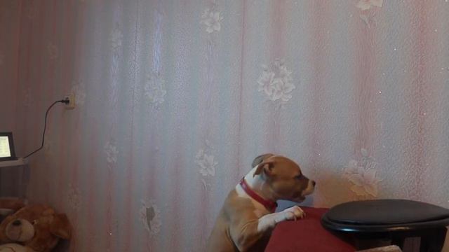 Американский стаффордширский терьер. Риана соло. смотреть онлайн