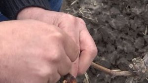 Прививка винограда, методом черным в черное.