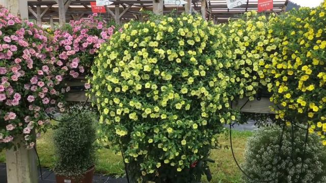 Florensis Can-Can Rosies sortiment 2019 🌸 смотреть онлайн