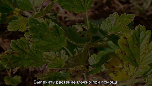 Болезни крыжовника и их лечение смотреть онлайн