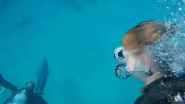 Дайвинг с дельфинами. Эйлат. Израиль. / scuba diving with dolphins