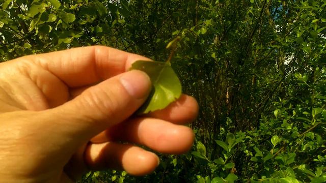 Веники пахнут мазутом. смотреть онлайн